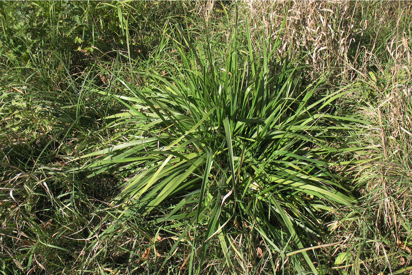 Image of Festuca arundinacea specimen.