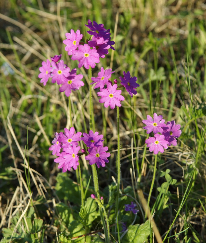 Image of Primula cortusoides specimen.