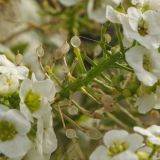 Lobularia maritima