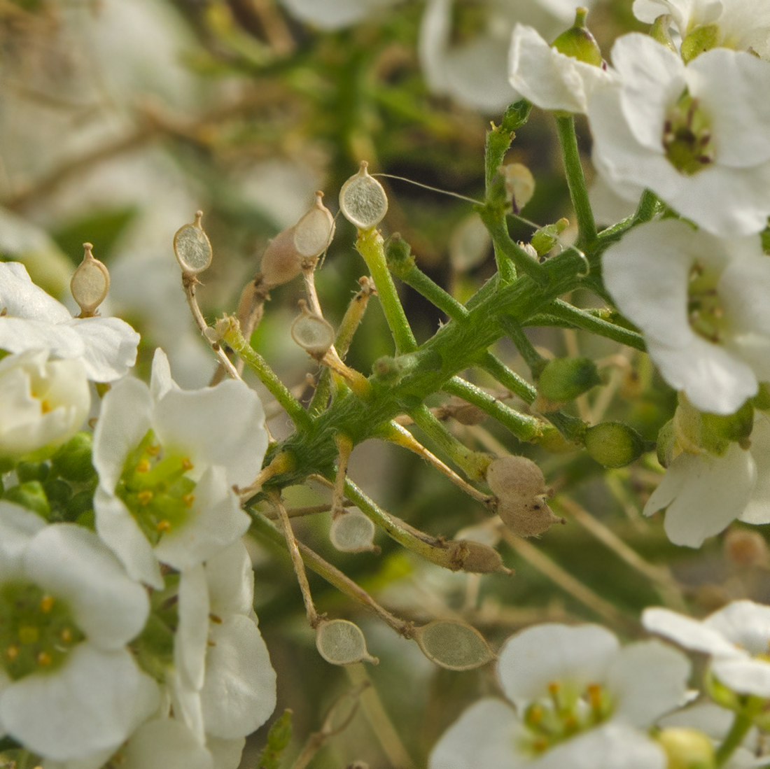 Изображение особи Lobularia maritima.