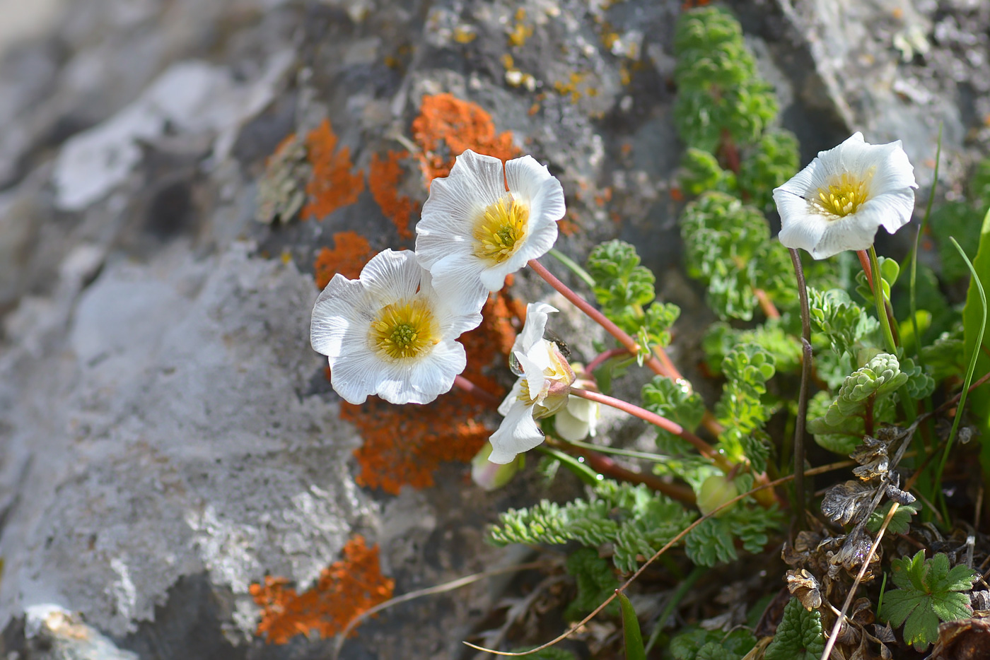 Изображение особи Callianthemum alatavicum.