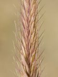 Hordeum bogdanii