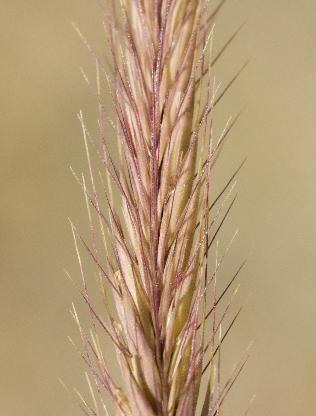 Изображение особи Hordeum bogdanii.