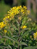 Senecio nemorensis. Верхушка цветущего растения с фуражирующим шмелём. Красноярский край, Ермаковский р-н, природный парк \"Ергаки\", Полка, ≈ 1400 м н.у.м., опушка хвойного леса. 13.07.2018.