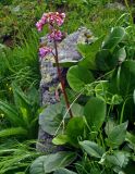 Bergenia crassifolia