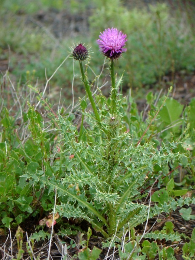 Image of Carduus furiosus specimen.