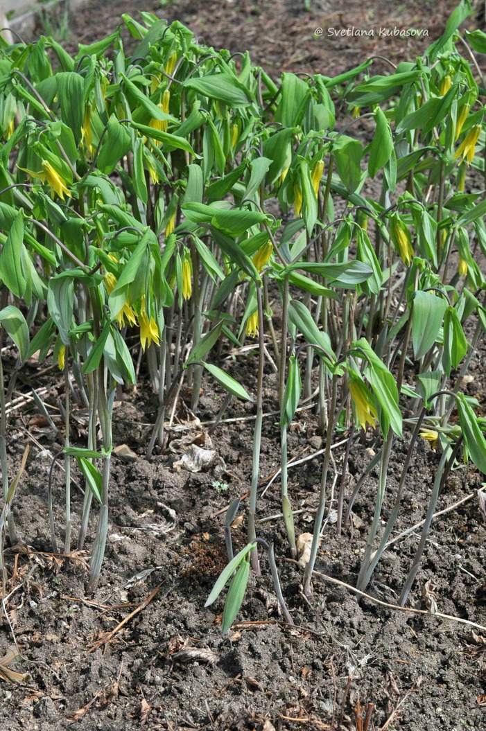 Image of Uvularia grandiflora specimen.