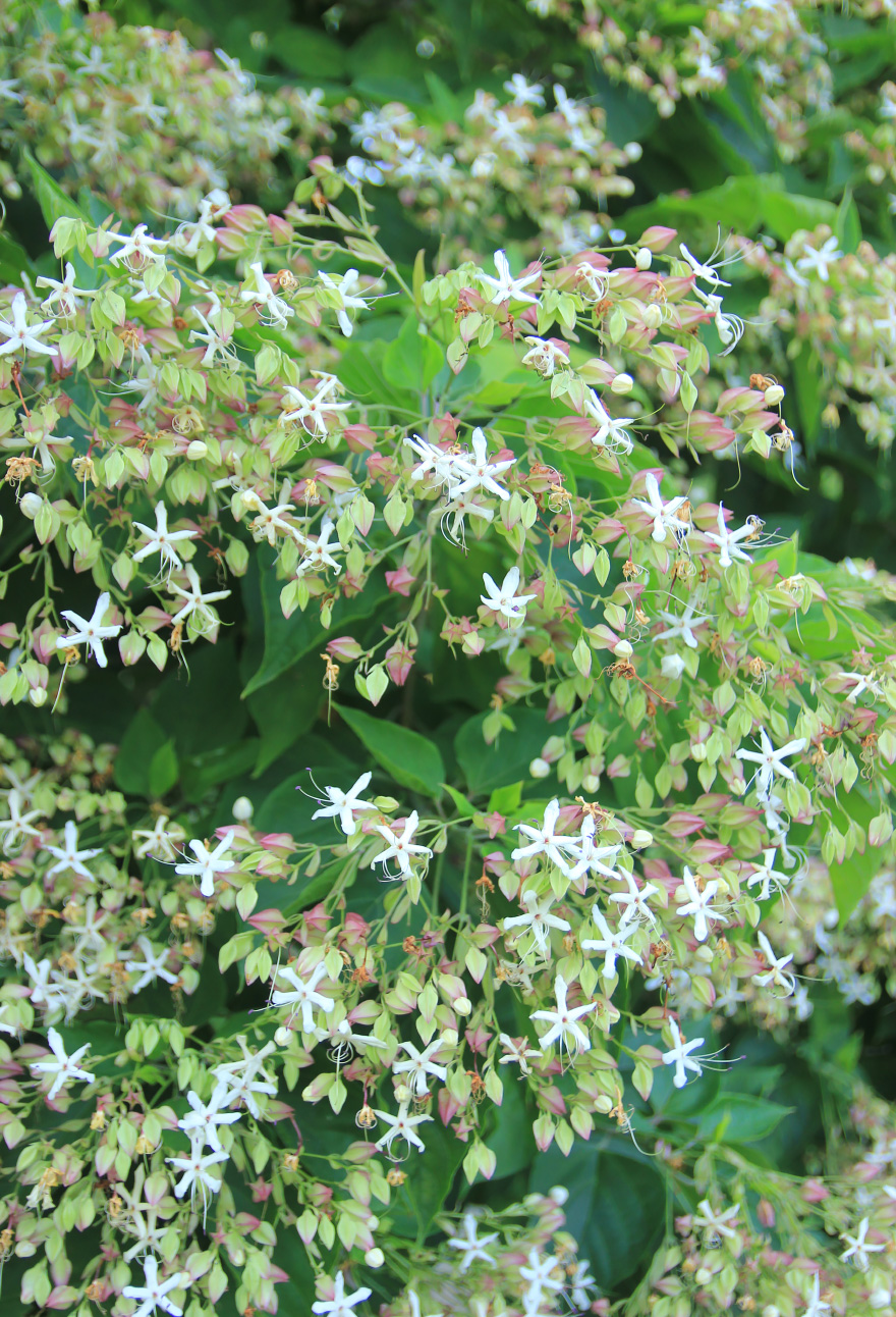 Image of Clerodendrum trichotomum specimen.