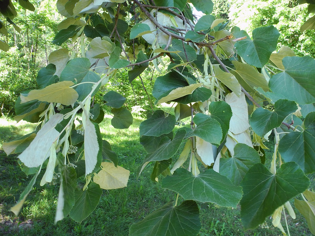 Image of Tilia oliveri specimen.