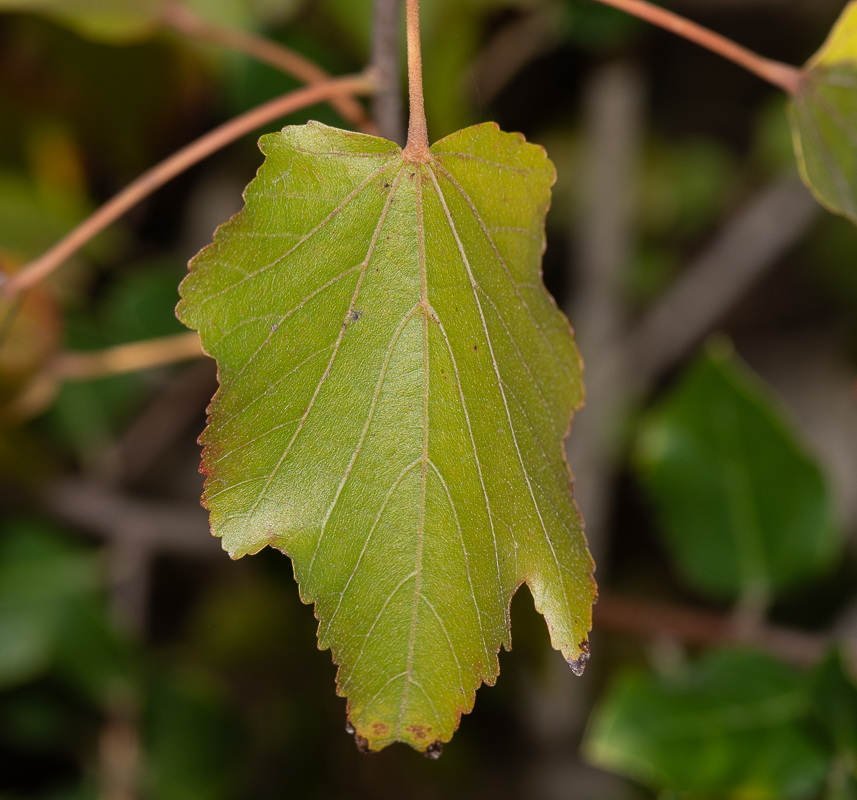 Image of Dombeya kirkii specimen.