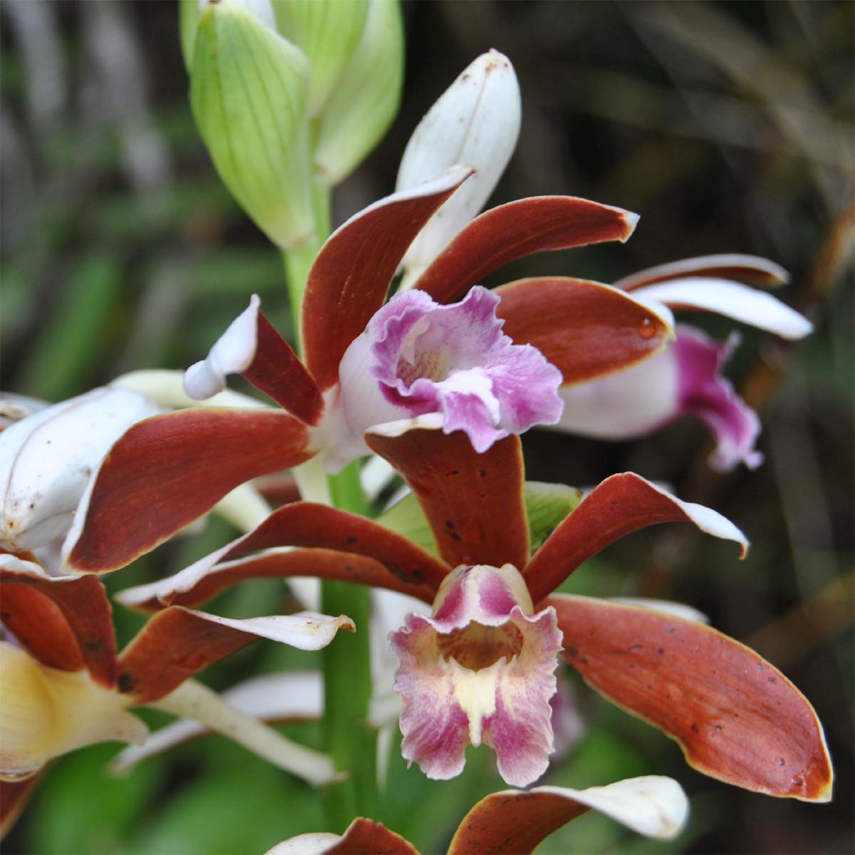 Image of Phaius callosus specimen.