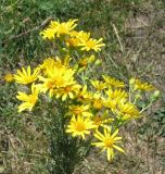 Senecio jacobaea