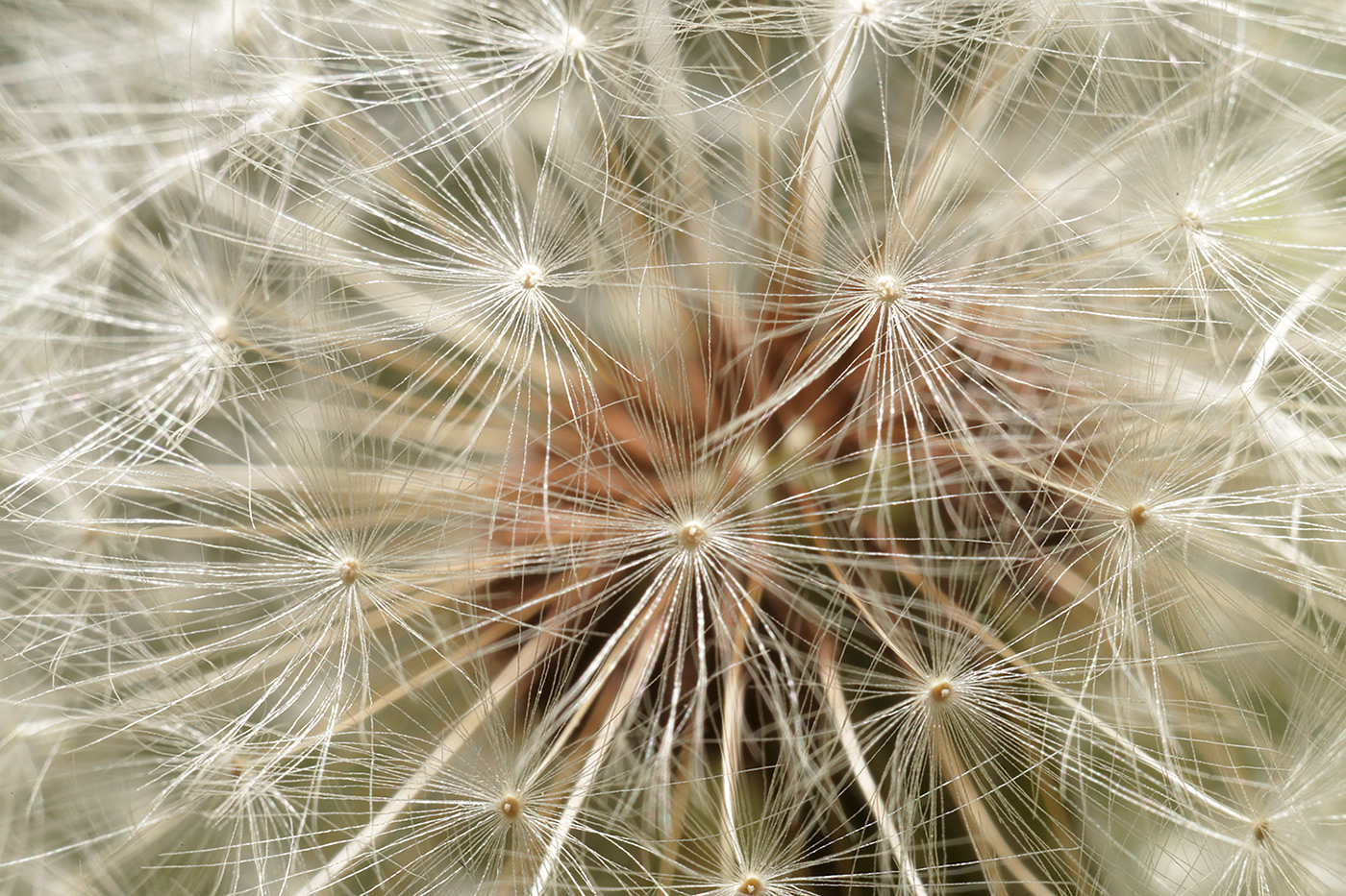 Image of genus Taraxacum specimen.