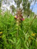 Melampyrum cristatum