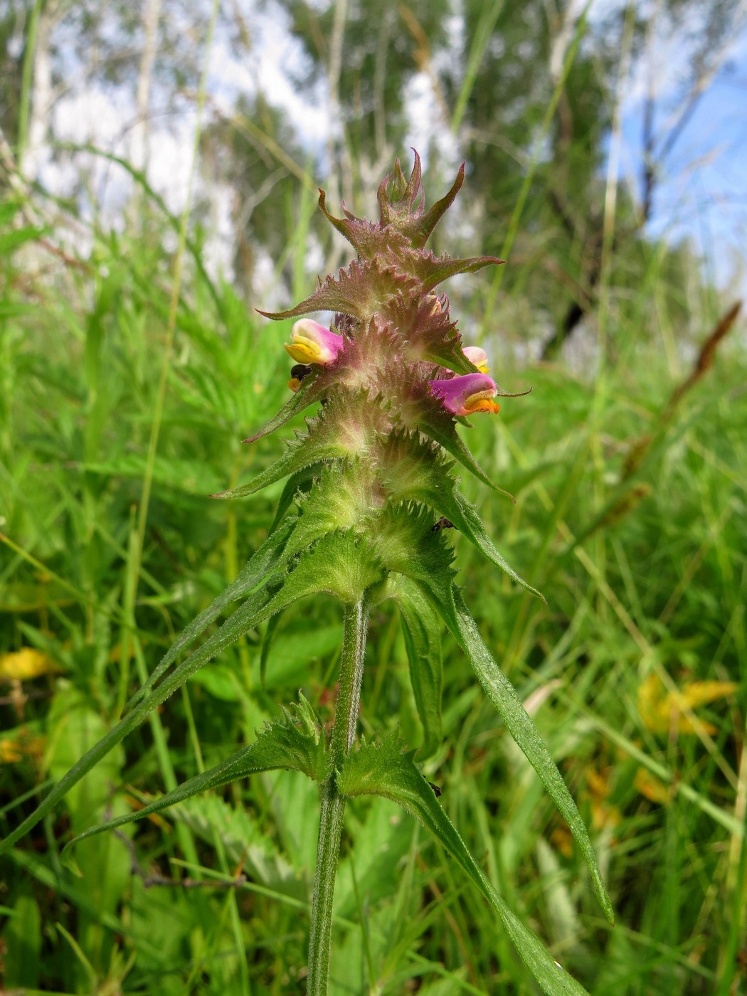 Image of Melampyrum cristatum specimen.