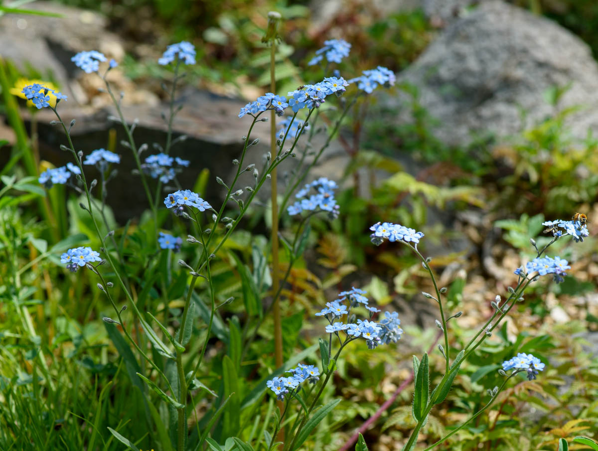 Изображение особи род Myosotis.