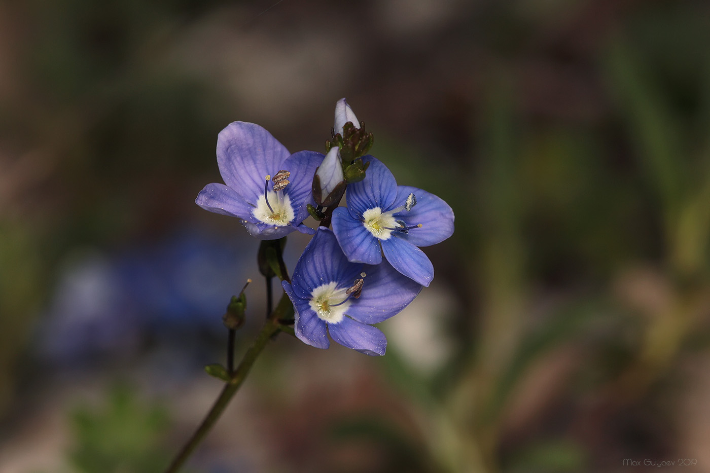 Image of Veronica taurica specimen.