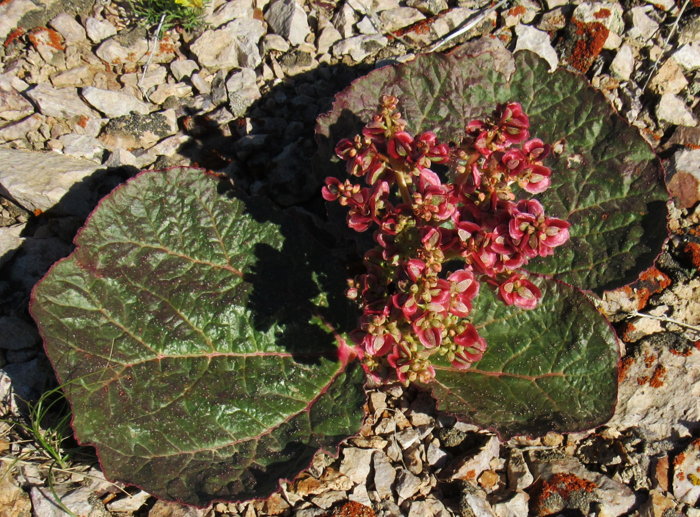 Image of Rheum nanum specimen.