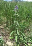 Nepeta cyanea. Цветущее растение. Кабардино-Балкария, Эльбрусский р-н, окр. с. Былым, ок. 1300 м н.у.м., нагорная степь. 03.07.2019.