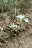 Ornithogalum navaschinii. Цветущие растения. ЮВ Крым, окр. пос. Коктебель, сухой степной склон. 02.05.2019.