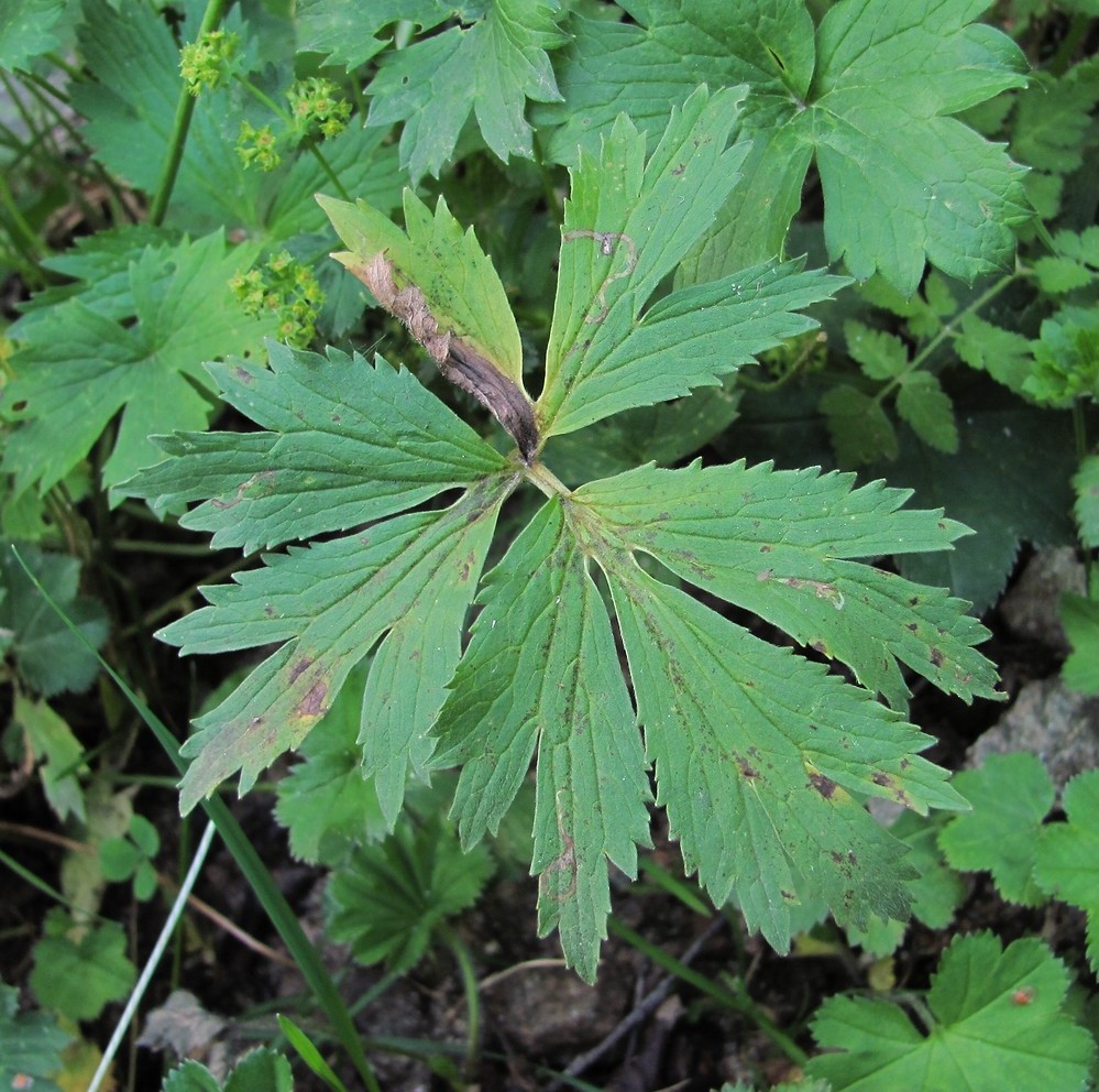 Image of Ranunculus caucasicus specimen.