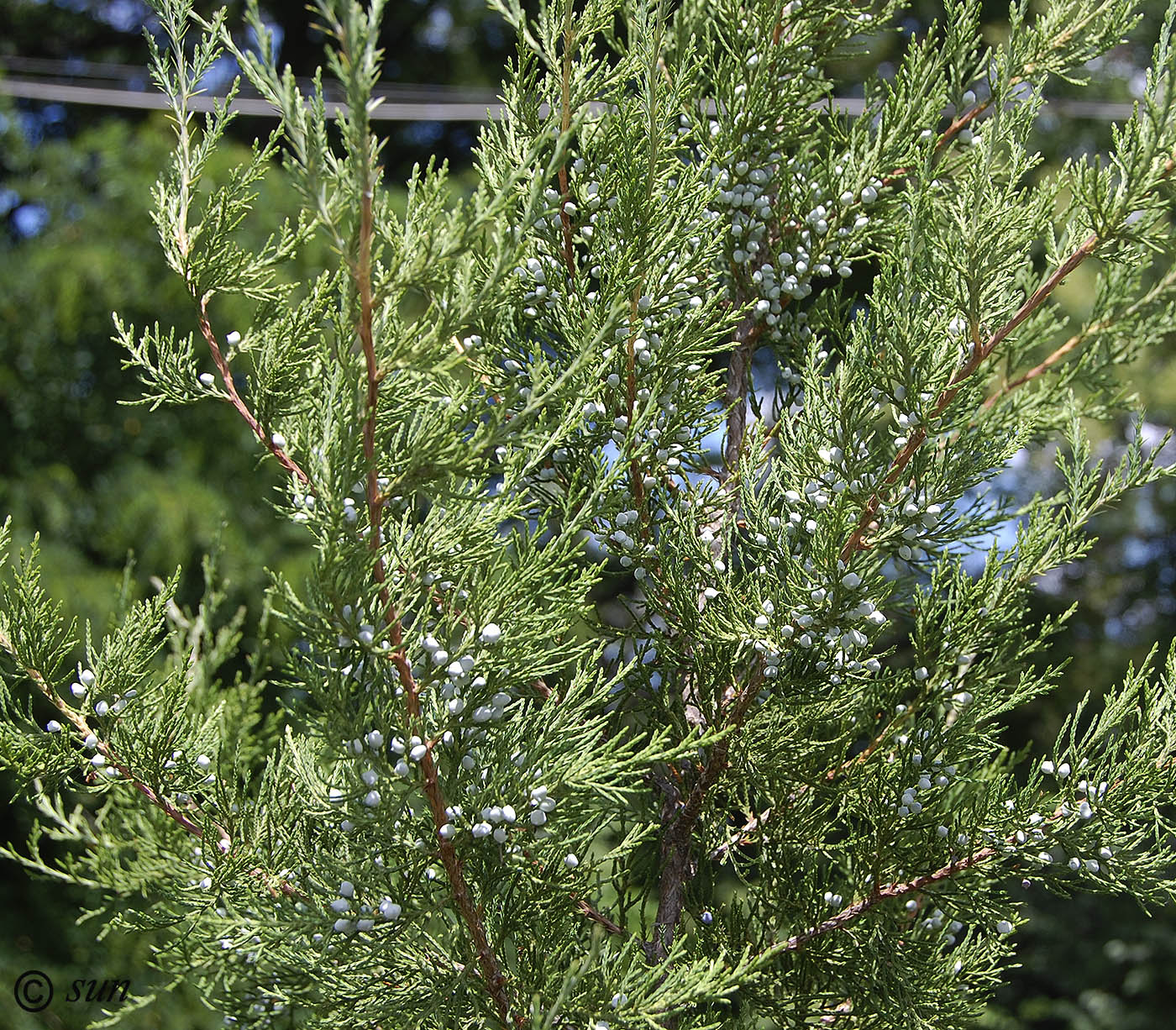 Изображение особи Juniperus virginiana.