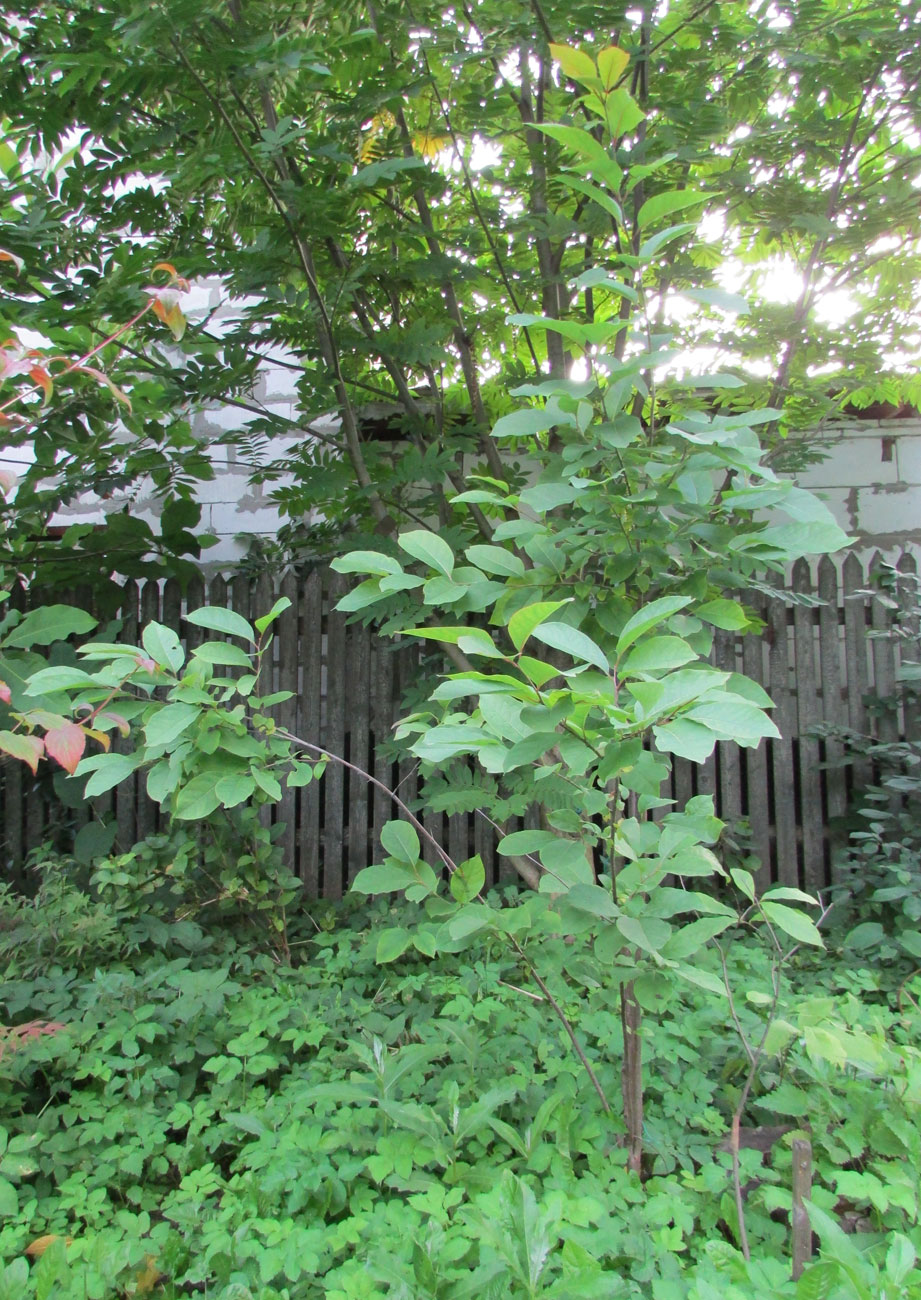 Image of Diospyros virginiana specimen.