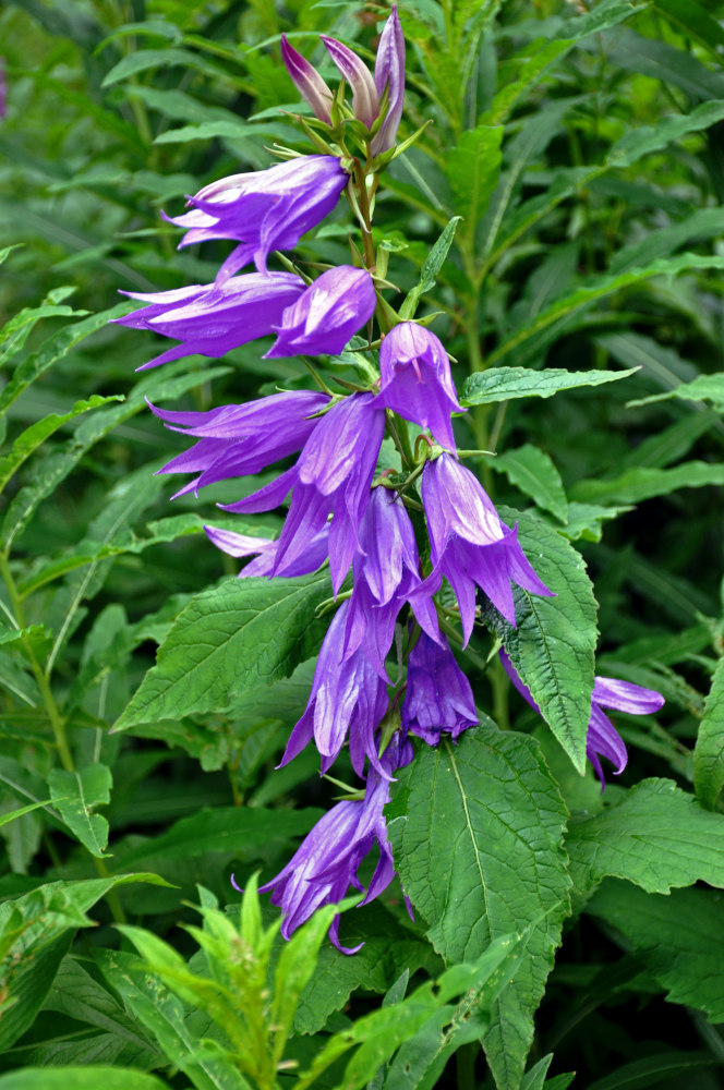 Image of Campanula latifolia specimen.