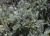 Senecio cineraria