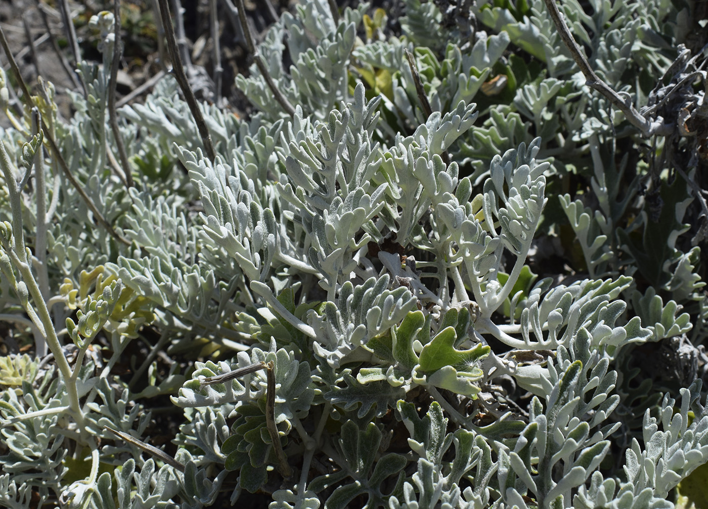 Изображение особи Senecio cineraria.