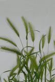 Hordeum leporinum