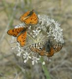 Allium subscabrum