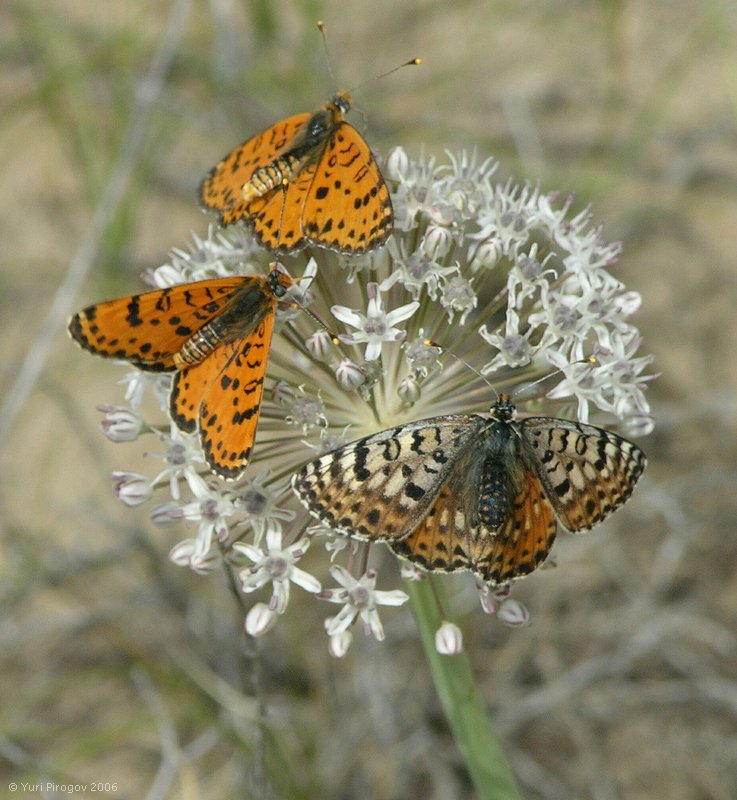 Image of Allium subscabrum specimen.