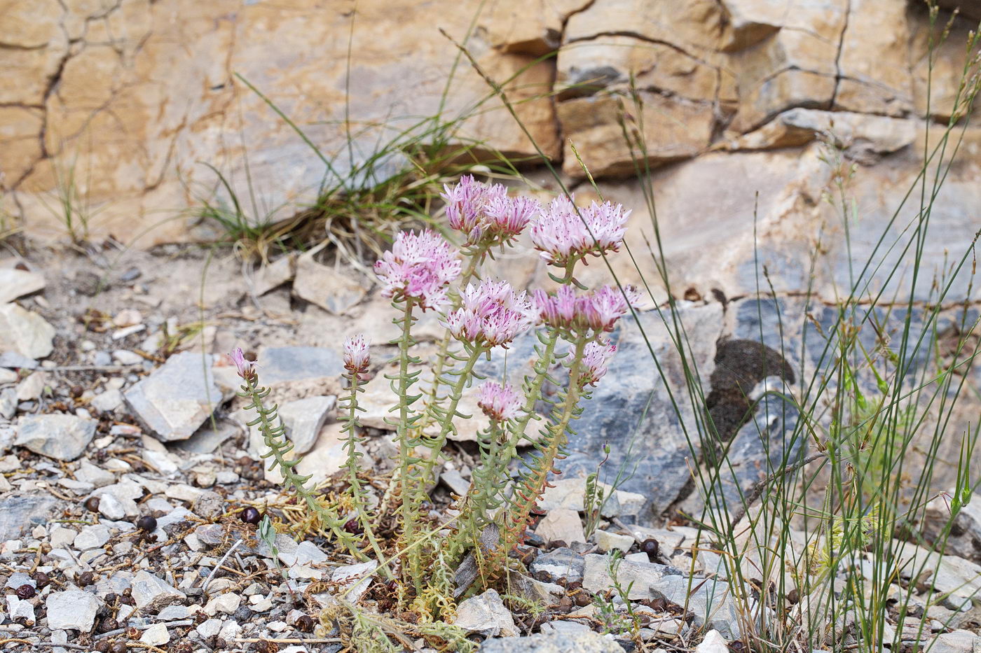 Изображение особи Pseudosedum ferganense.