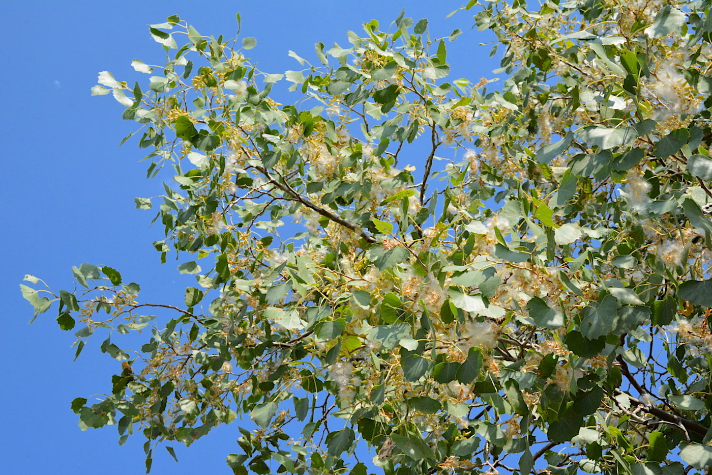 Изображение особи Populus diversifolia.