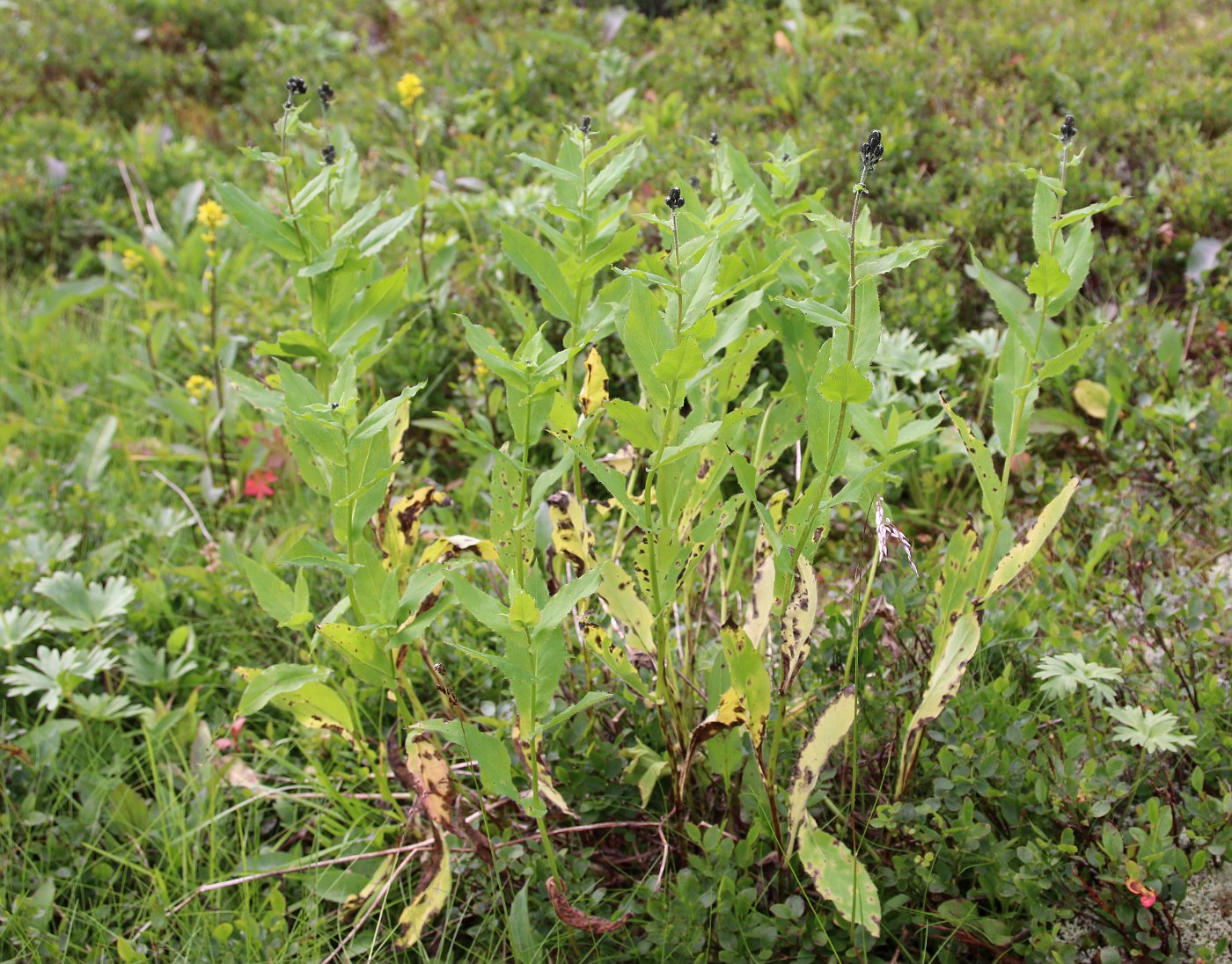 Image of Hieracium pseuderectum specimen.