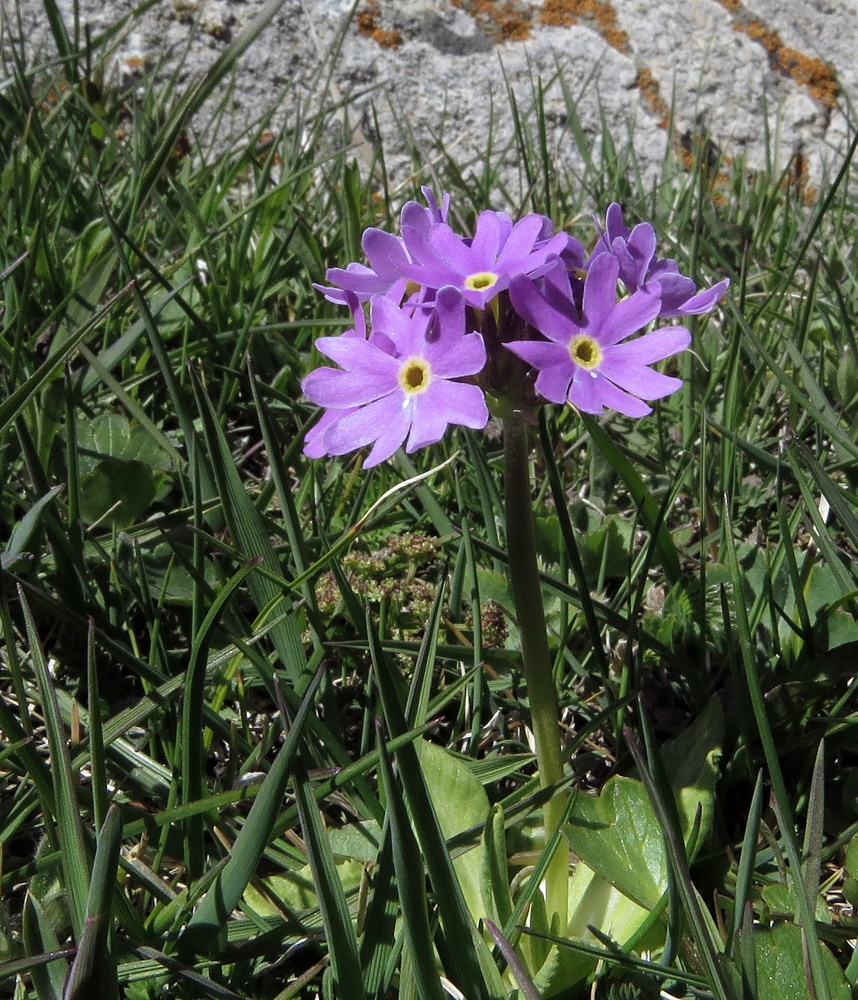 Image of Primula algida specimen.