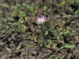 Spergularia rubra