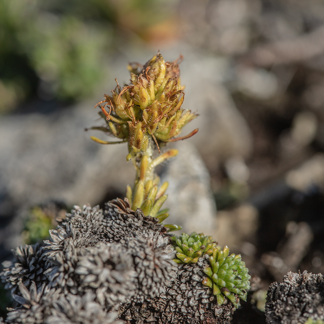 Image of Saxifraga unifoveolata specimen.