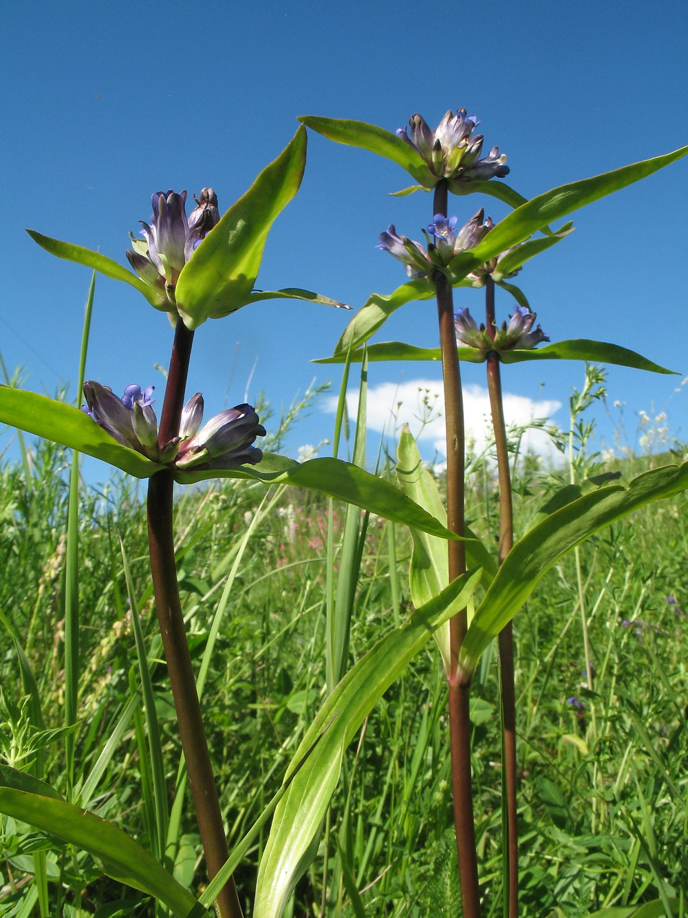 Изображение особи Gentiana macrophylla.