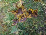 Acer cappadocicum. Верхушка побега; листья в осенней окраске с поражениями. Краснодарский край, Сочи, окр. мкр. Хоста, лес. 10.11.2019.
