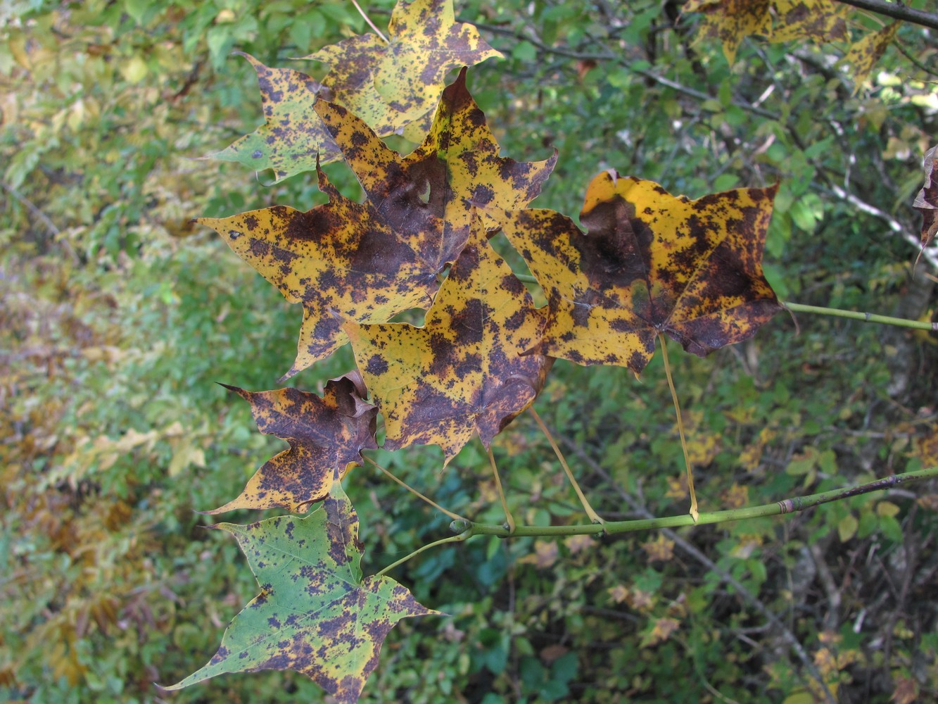 Image of Acer cappadocicum specimen.