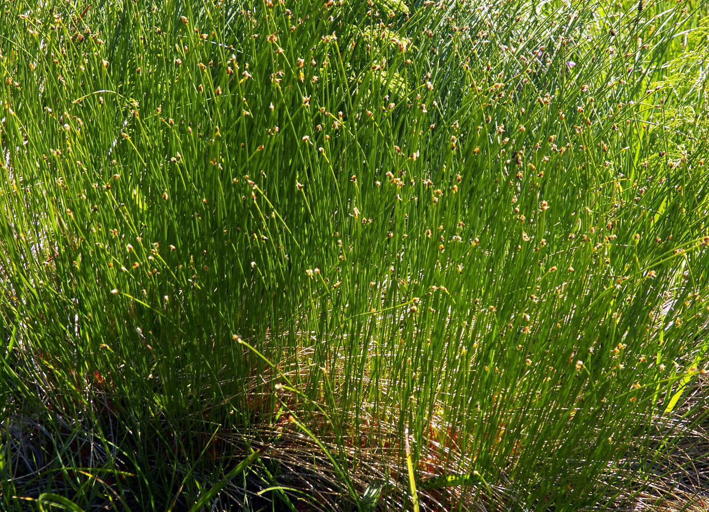 Изображение особи Trichophorum cespitosum.