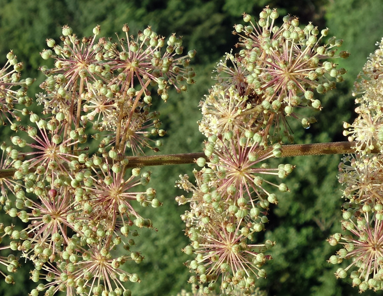 Image of Aralia cordata specimen.