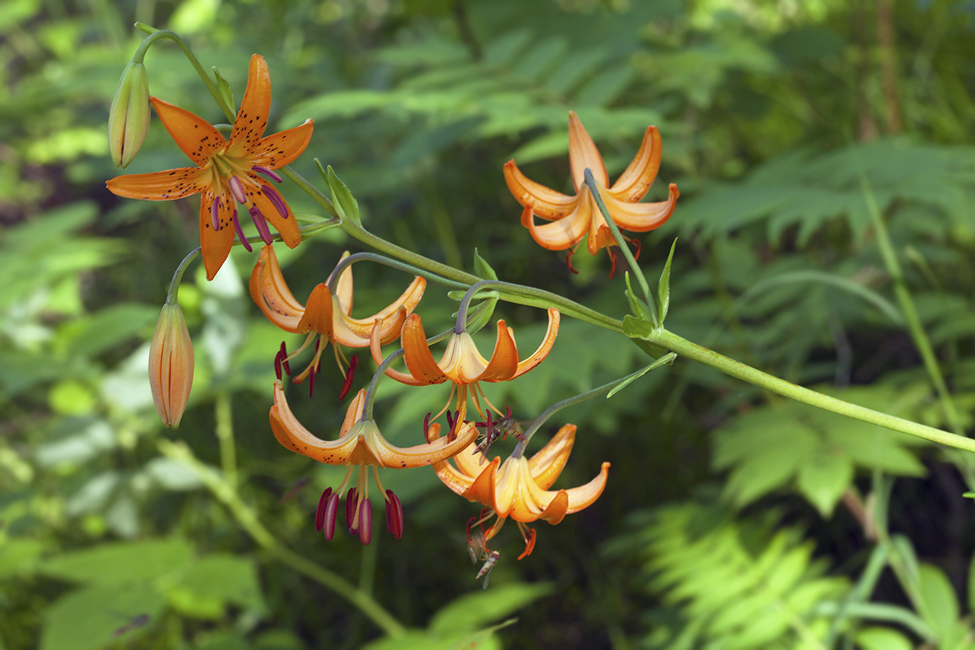 Image of Lilium debile specimen.