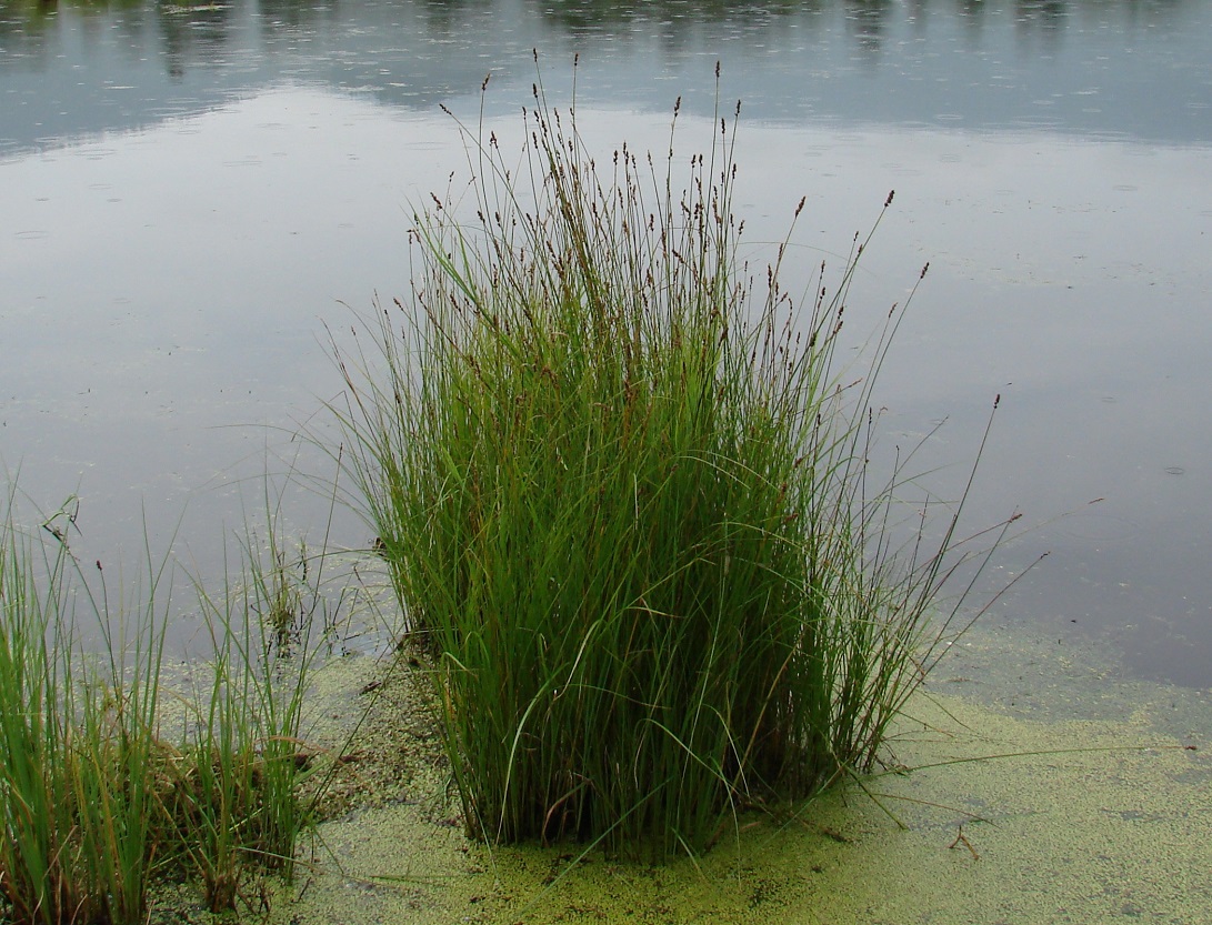 Изображение особи Carex diandra.