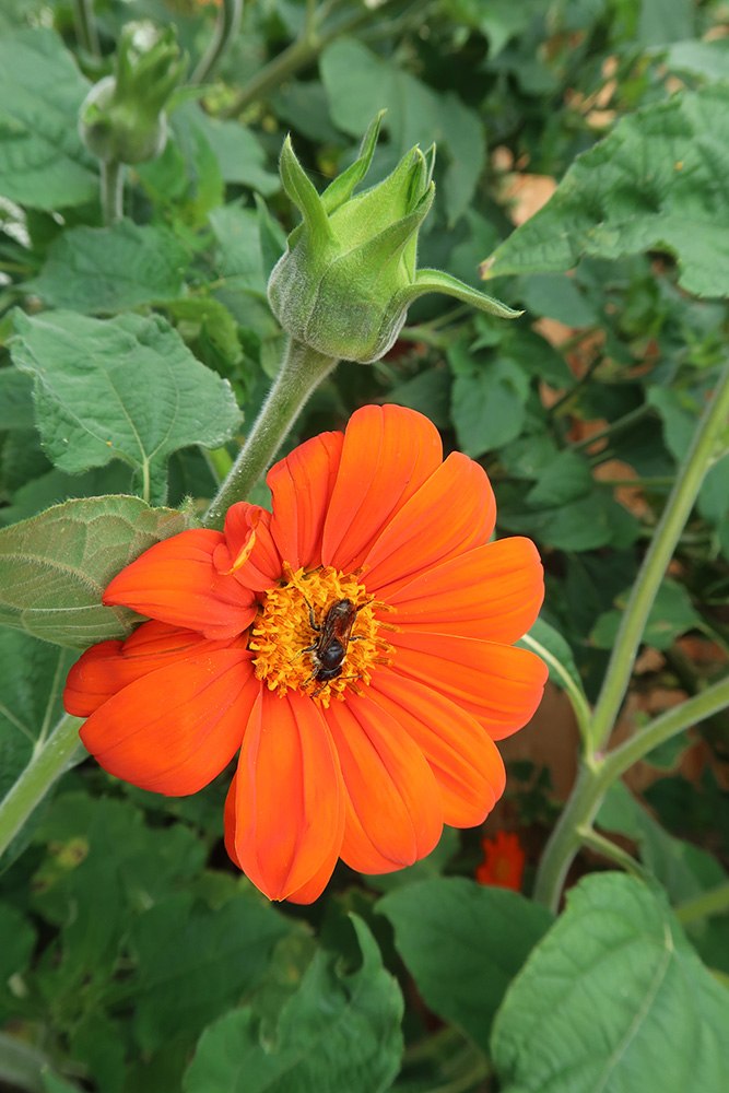 Image of Tithonia rotundifolia specimen.