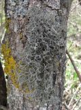 Tornabea scutellifera. Таллом с апотециями. Дагестан, окр. с. Талги, облесённый склон, на стволе дерева. 22.04.2019.