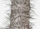 Aiphanes horrida
