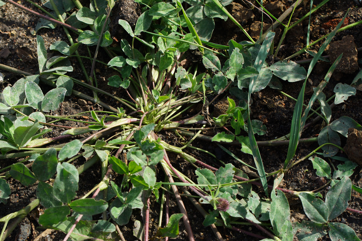 Изображение особи Trifolium pratense.